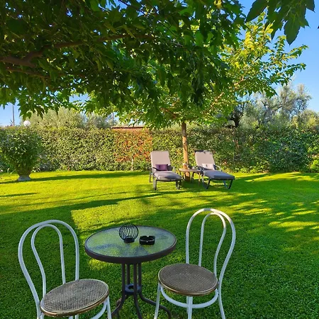The Olive Oasis