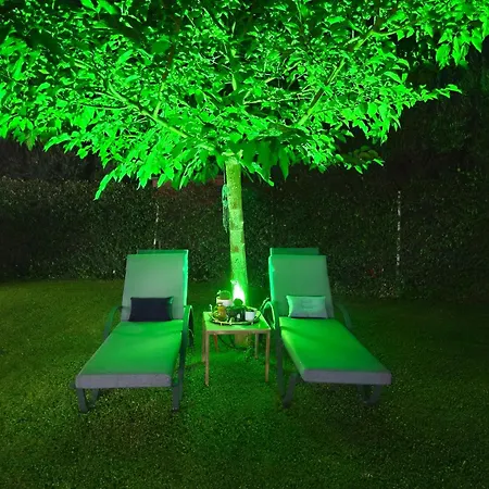 The Olive Oasis *
